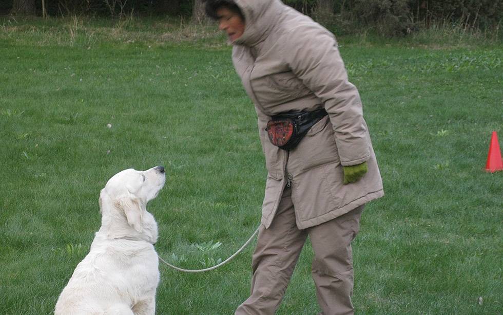 inlard-irrelevans-1 INLÄRD IRRELEVANS Hundhjälpen i Uppland