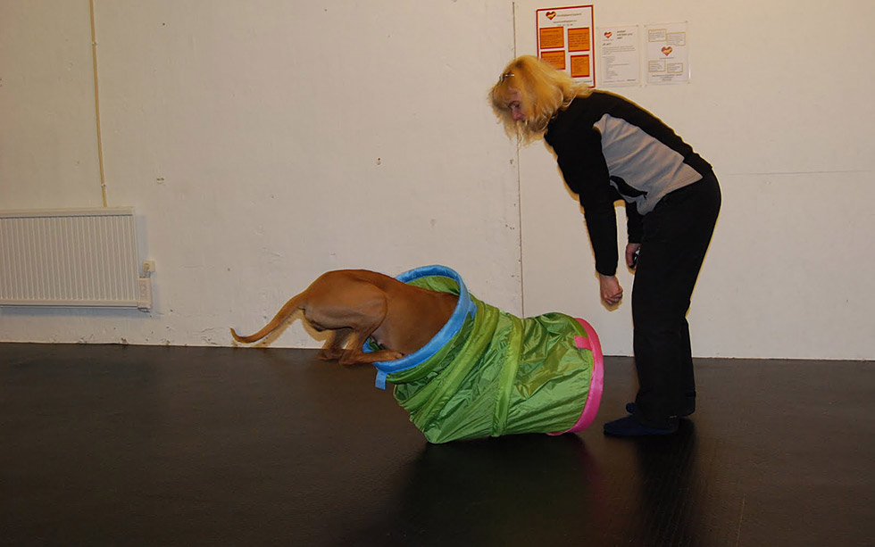 inlard-irrelevans-2 INLÄRD IRRELEVANS Hundhjälpen i Uppland