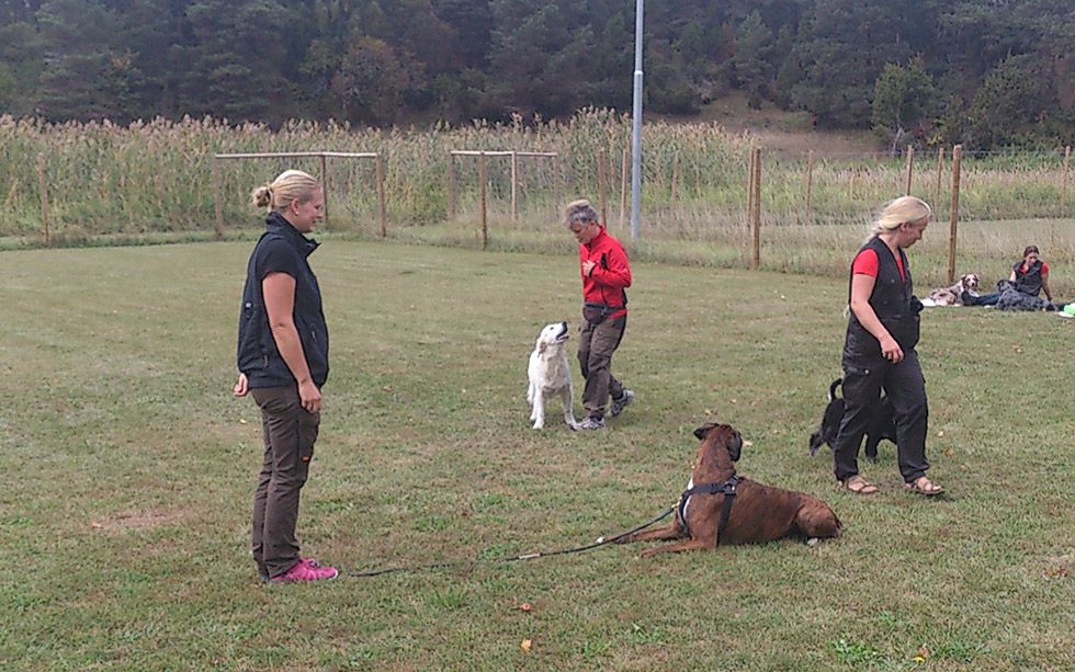 hundhjalpen-stora-ansvar-2 Instruktörens och hundägarens stora ansvar Hundhjälpen i Uppland träning