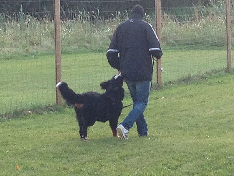 ratt-onskvart-beteend-1