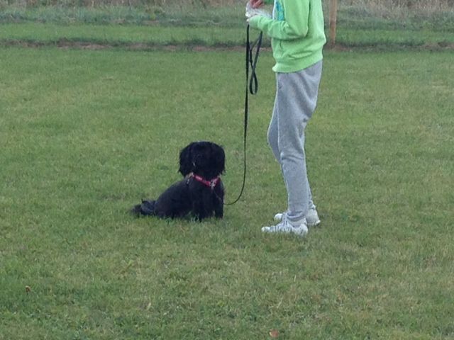 ratt-onskvart-beteend-2