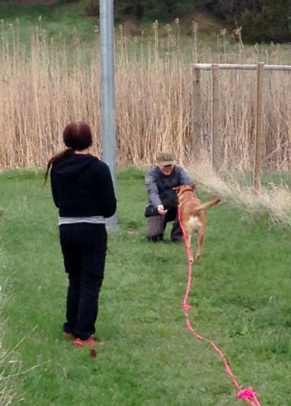 ratt-onskvart-beteend-3