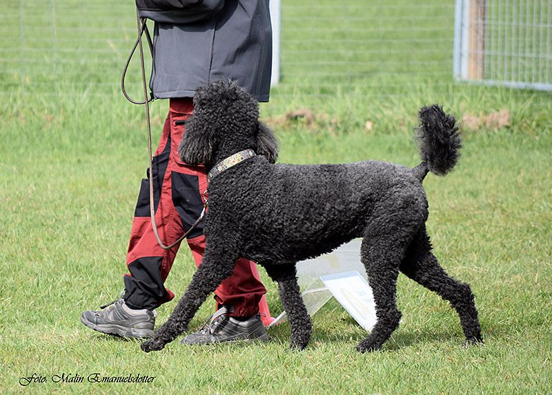 inlarning-1 Hundpsykologi är viktigt