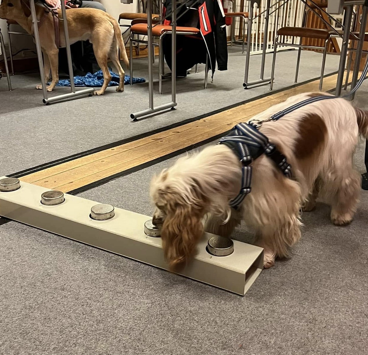 Nose Work steg 1 klass 1