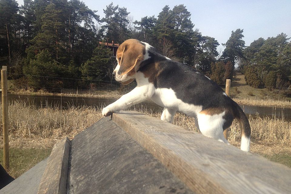 att-ta-initiativ-1 Hundens initiativ - motivera hunden att klättra up