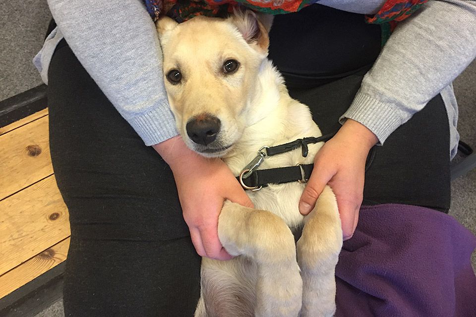 psykisk-halsahund-1 Psykisk hälsahund Hundhjälpen i Uppland