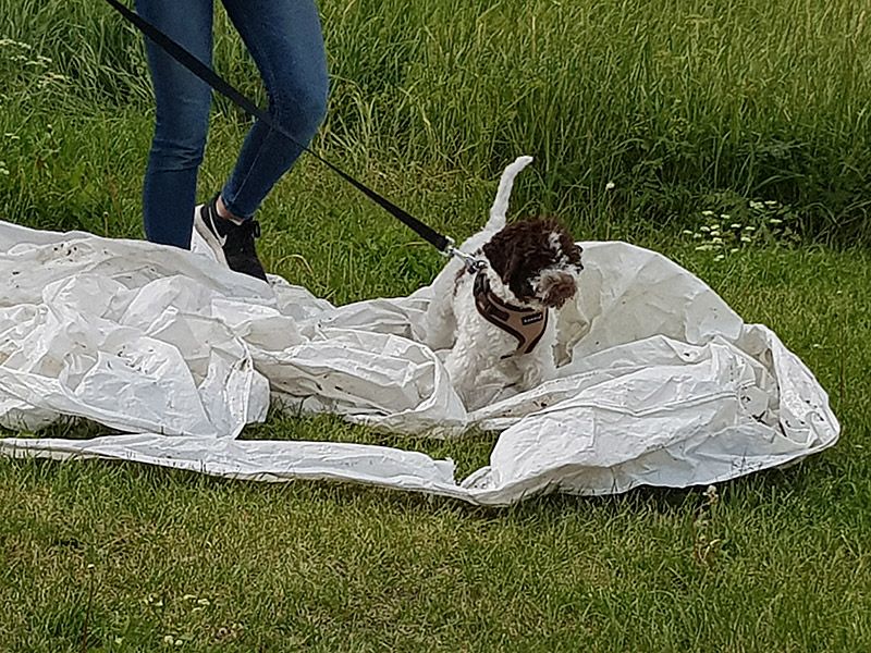 hundhjalpen-uppland-sommarveckan-2018-1