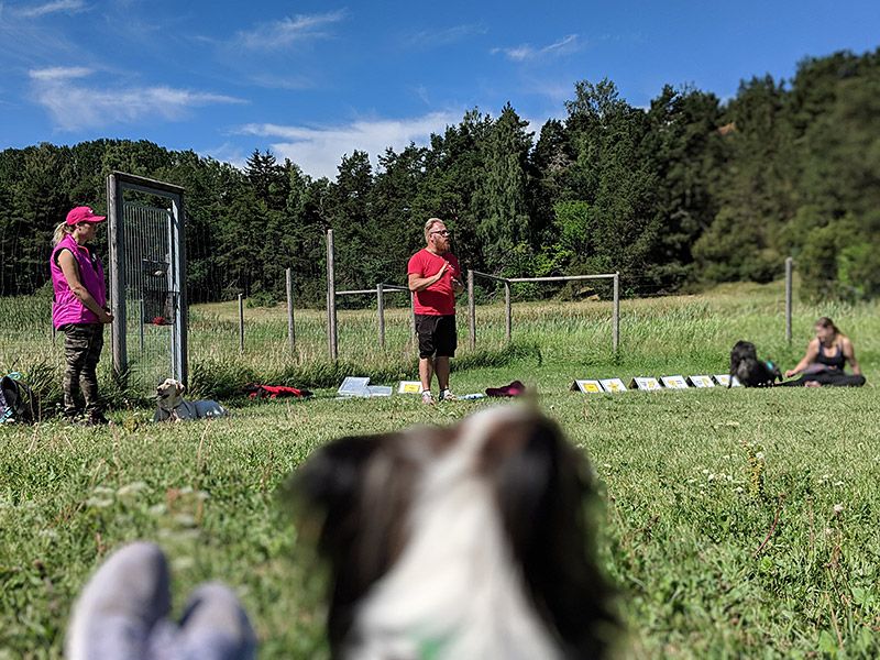 hundhjalpen-uppland-sommarveckan-2018-6