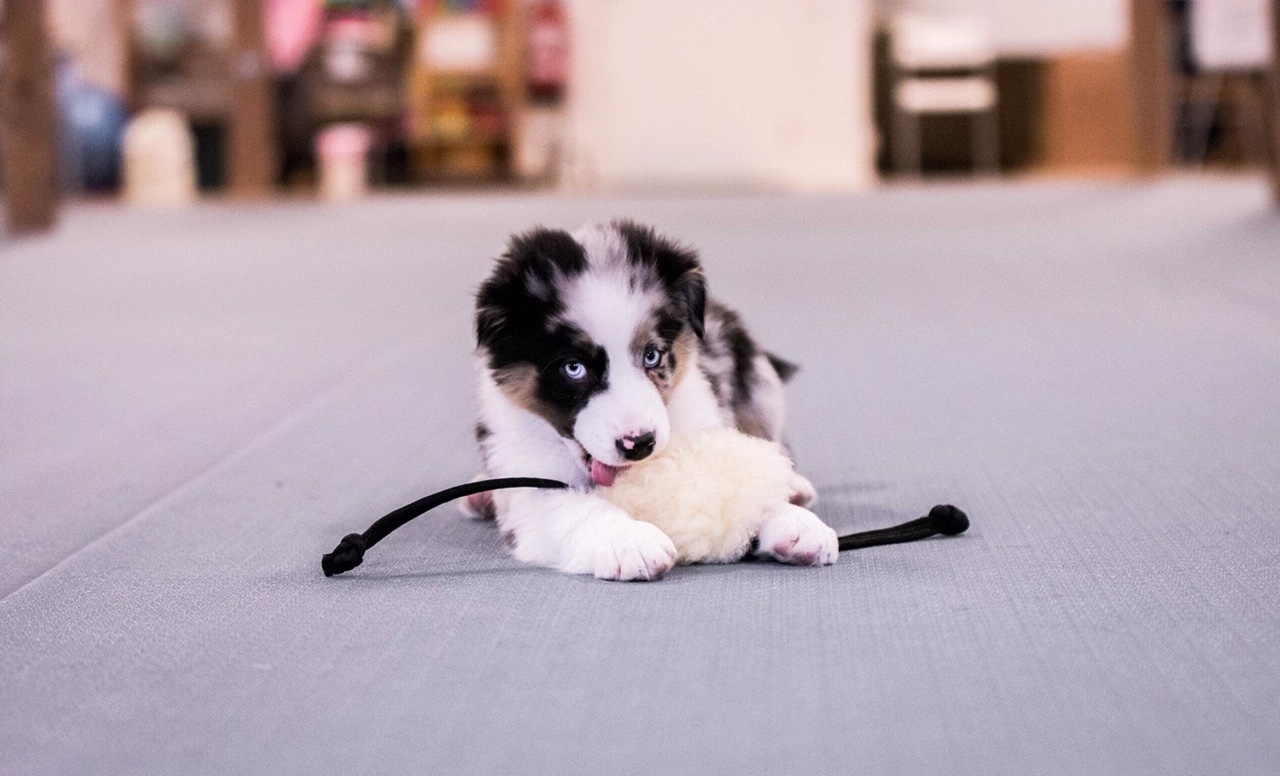 ATT-SKAFFA-VALP-2 Bild på en glad valp som utforskar sin nya miljö – en viktig del av att skaffa valp och ge den en trygg och kärleksfull start i livet.