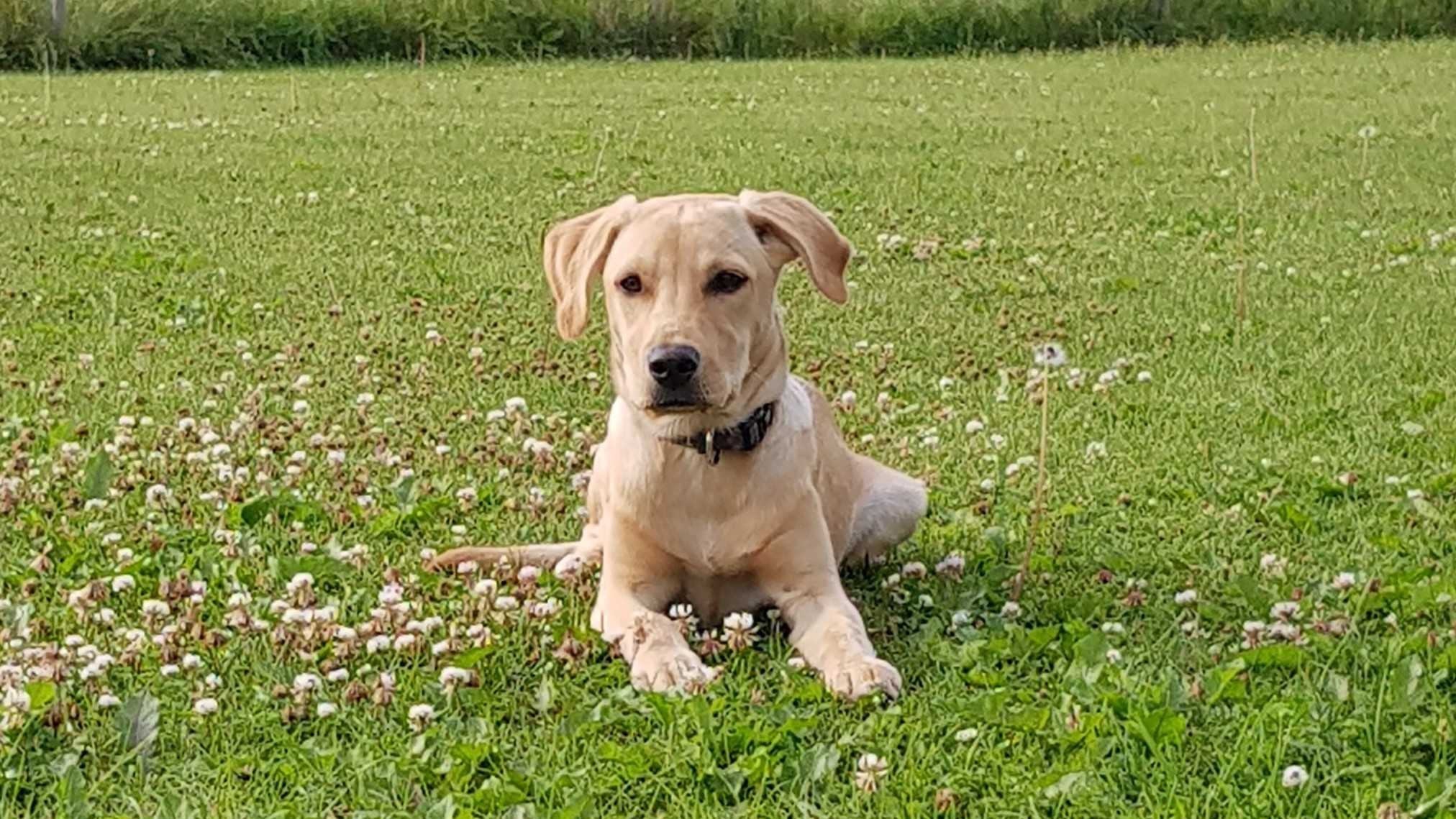 fjärr1 vet hunden vad den ska göra