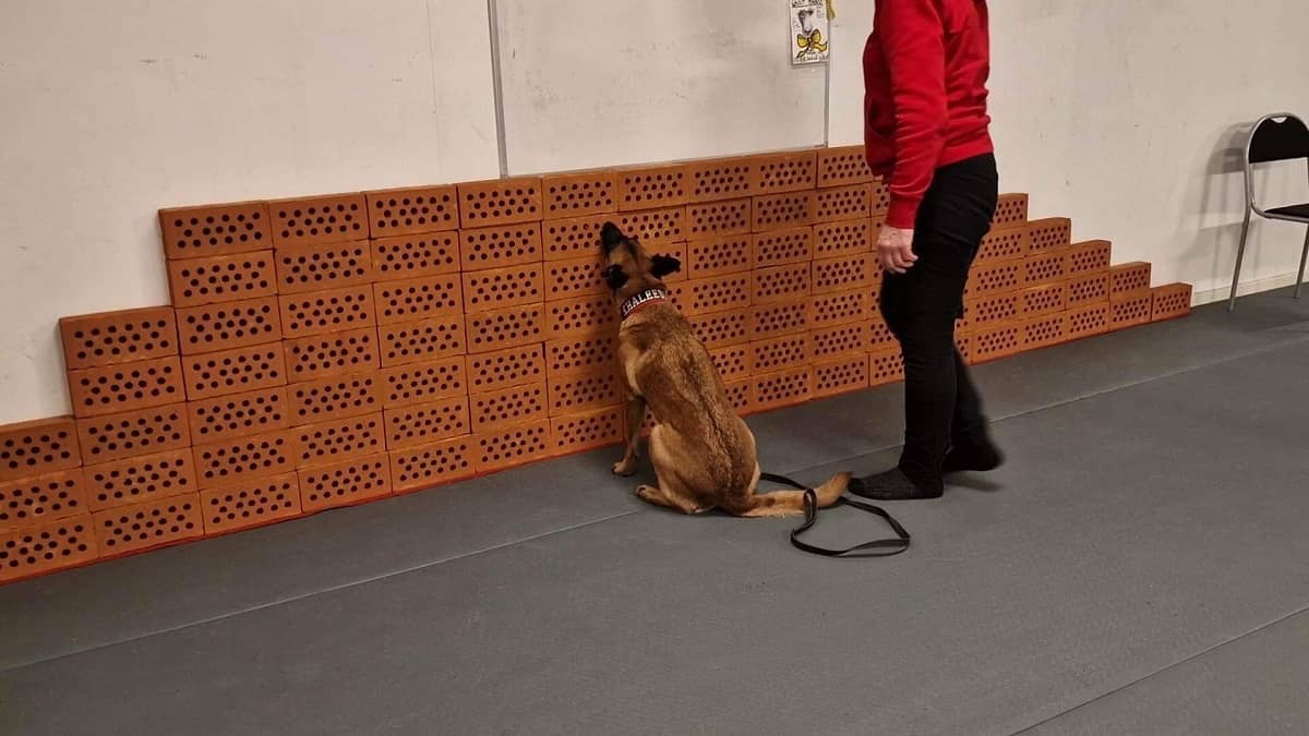 beloningsfrekvensen-hund-1 Sä här belönar du hunden på rätt sätt