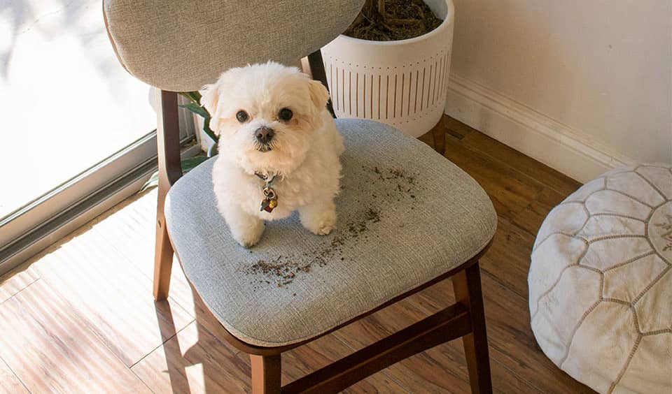 losa-problem-med-hundar-2 hund sitter