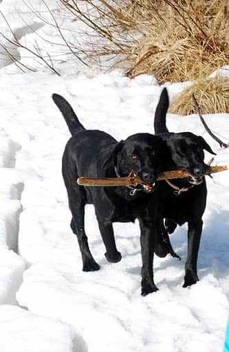 losa-problem-med-hundar-3 2 dogs in snow