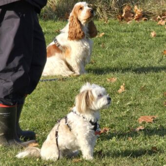 Terminssatsningen - Vardagslydnad steg 1