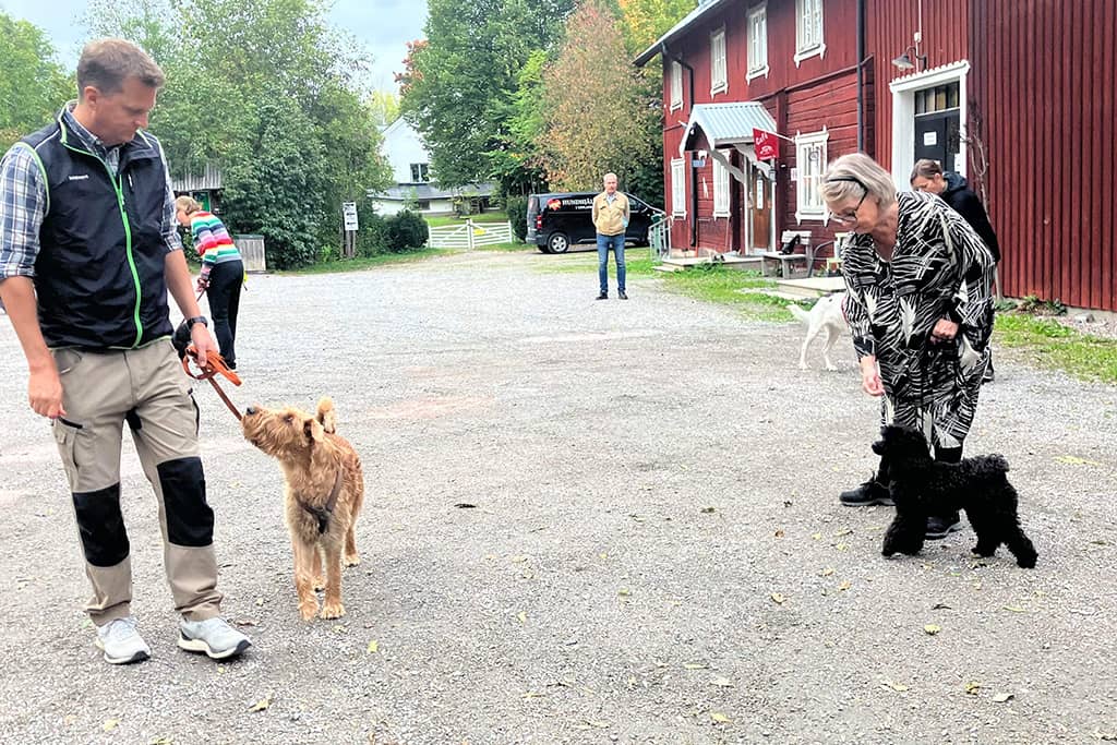 Promenad med hund Promenad med hund