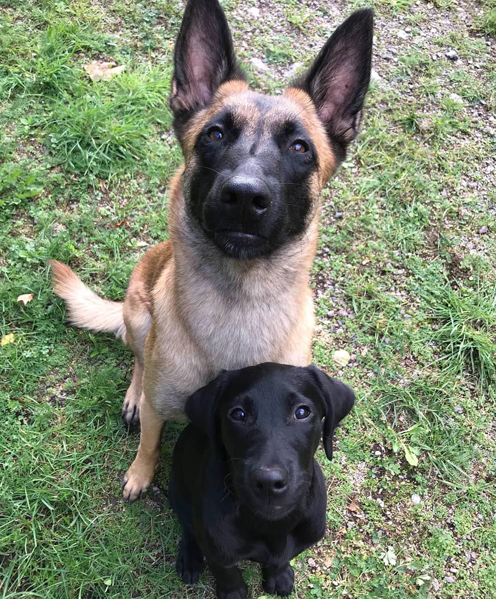 hund-egenskaper-1 Vad har jag för hund - Hundhjälpen i Uppland