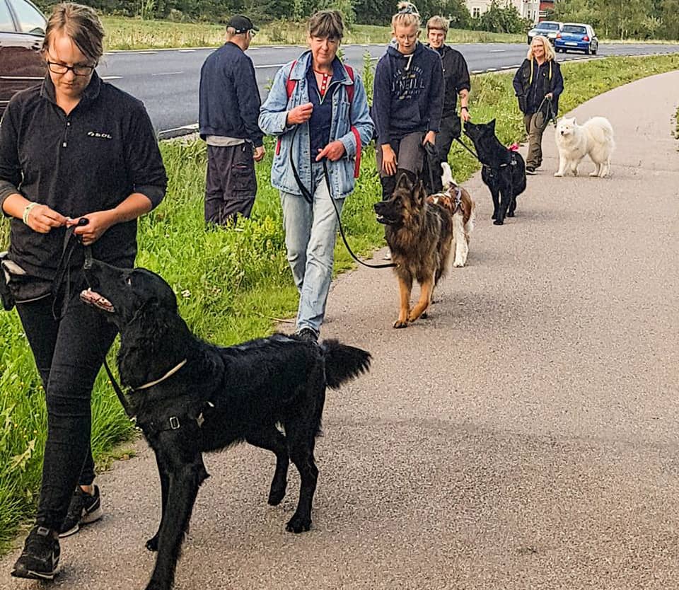 trana-hund-2 Vardagslydnad steg 2 kurs Hundhjälpen i Uppland