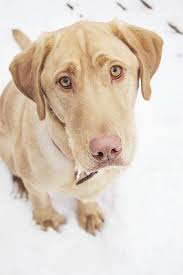 hundar-och-aversiva-metoder-3 ung hund