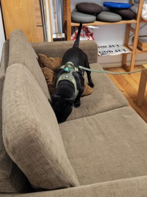 Specialsök röd Kong - Mot tävling