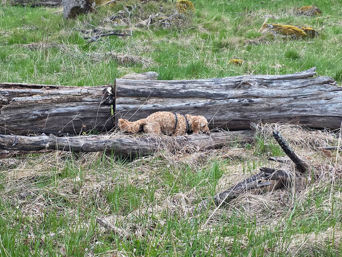 utevistelse-hundens-skull-2 Utevistelse för min och hundens skull