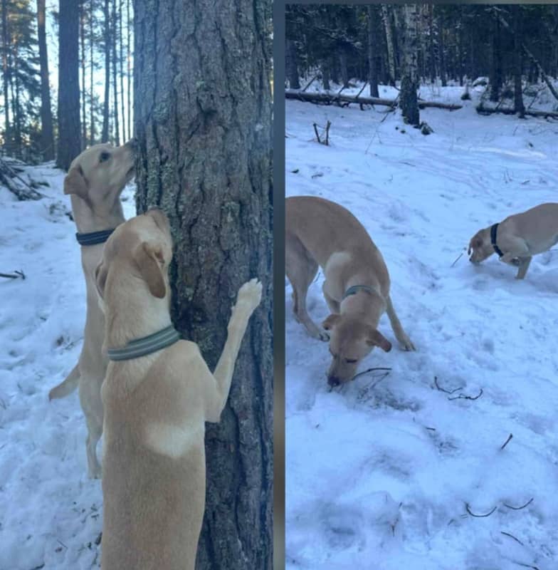 Hundens naturliga beteenden