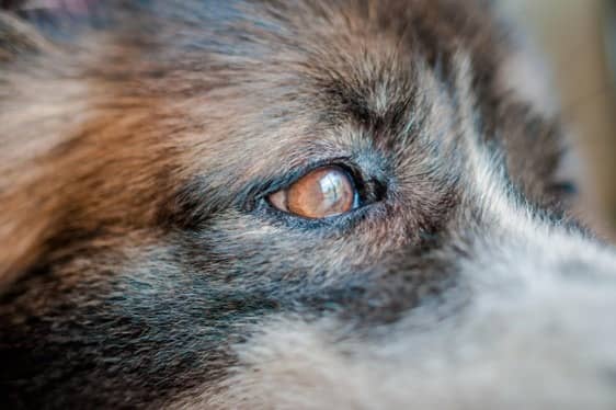 RESURSFÖRSVAR hund