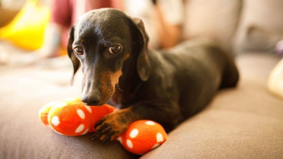 RESURSFÖRSVAR hund
