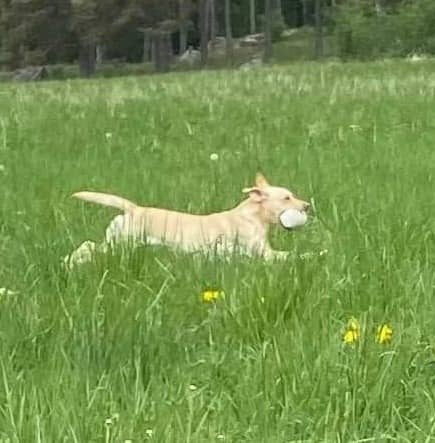 belona-hund-1