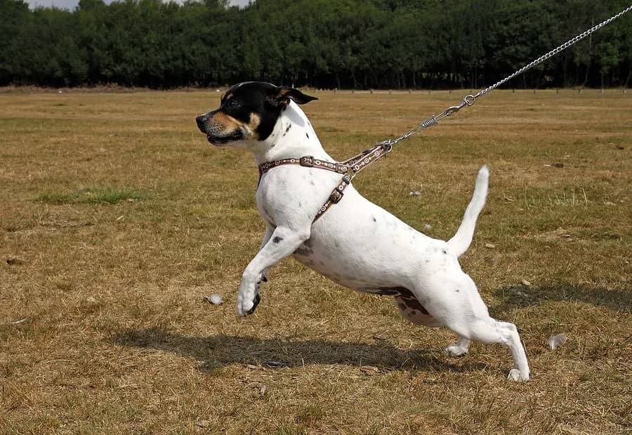belona-hund-2 belöna hund