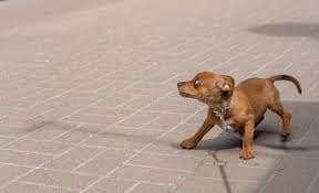 hund-fel-2 reaktiv hund